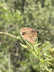Erynnis tristis tatius