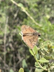 Erynnis tristis tatius