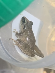 Pristimantis reichlei