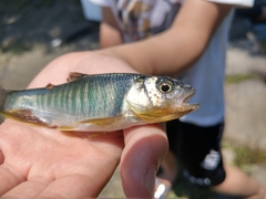 Opsariichthys evolans