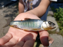 Opsariichthys evolans