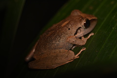 Pristimantis reichlei