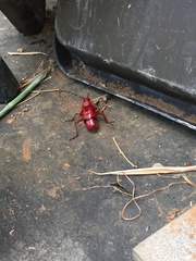 Dicelosternus corallinus