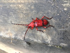 Dicelosternus corallinus