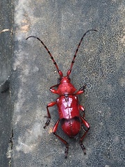 Dicelosternus corallinus