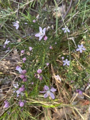 Philotheca salsolifolia