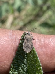 Villasitocoris inconspicuus