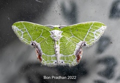 Protuliocnemis castalaria