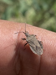 Villasitocoris inconspicuus