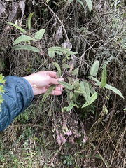 Aristeguietia glutinosa