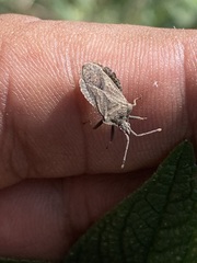 Villasitocoris inconspicuus