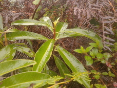 Drimys granadensis