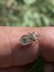Villasitocoris inconspicuus