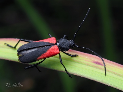 Purpuricenus humeralis (Fabricius, 1798)