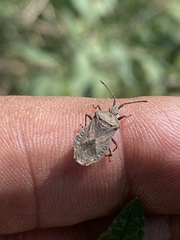 Villasitocoris inconspicuus