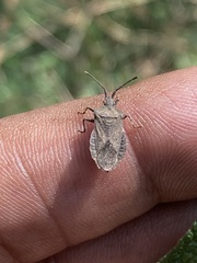 Villasitocoris inconspicuus