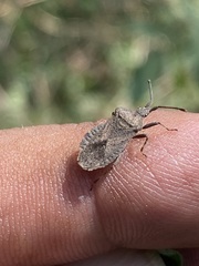 Villasitocoris inconspicuus
