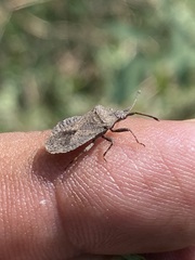 Villasitocoris inconspicuus