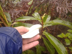 Drimys granadensis