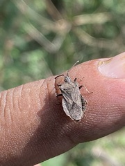 Villasitocoris inconspicuus