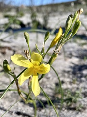 Moraea pyrophila