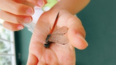 Boninthemis insularis
