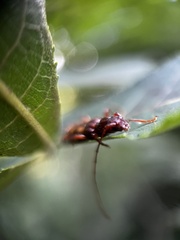 Heterachthes quadrimaculatus
