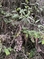 Aristeguietia glutinosa