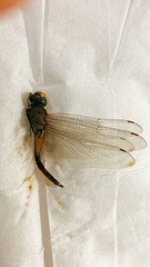 Boninthemis insularis