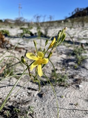 Moraea pyrophila