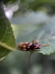 Heterachthes quadrimaculatus