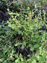 Vaccinium myrtillus