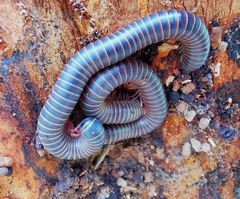 Australocricus perditus