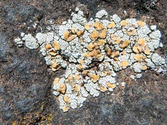 Rhizoplaca subdiscrepans