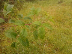 Rubus megalococcus