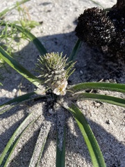 Trachyandra hirsutiflora