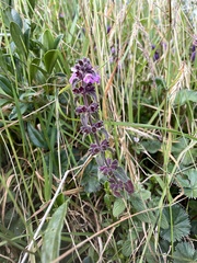 Stachys elliptica