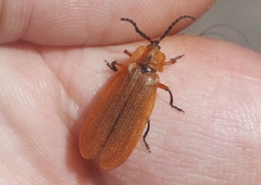 Lycus fulvellus