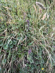 Stachys elliptica