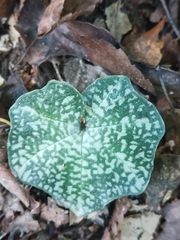 Nervilia nipponica
