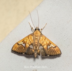 Nosophora semitritalis