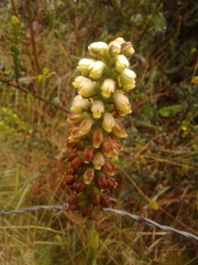 Gomphichis