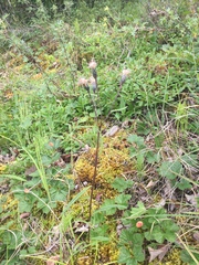 Saussurea angustifolia