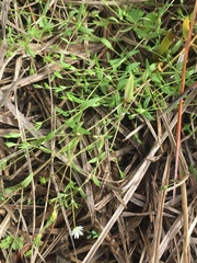 Stellaria crassifolia