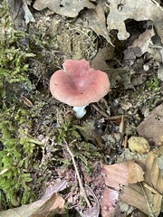 Russula subtilis