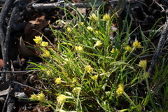 Conostylis setigera