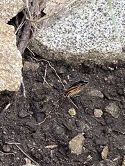 Eutrepsia haemataria