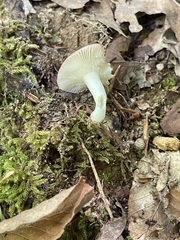 Russula subtilis