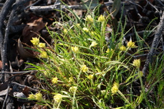 Conostylis setigera