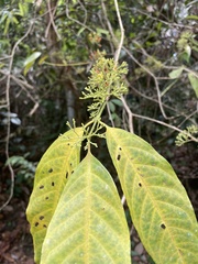 Aidia densiflora